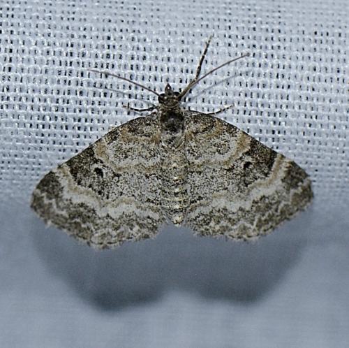 Pterapherapteryx sexalata